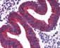 VPS29 Antibody (Internal)